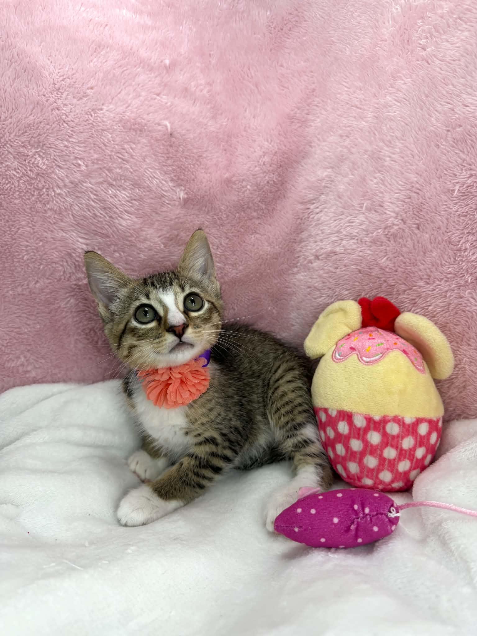 Tally, a ADOPTABLE Domestic Short Hair in Tavares, FL image 2/2