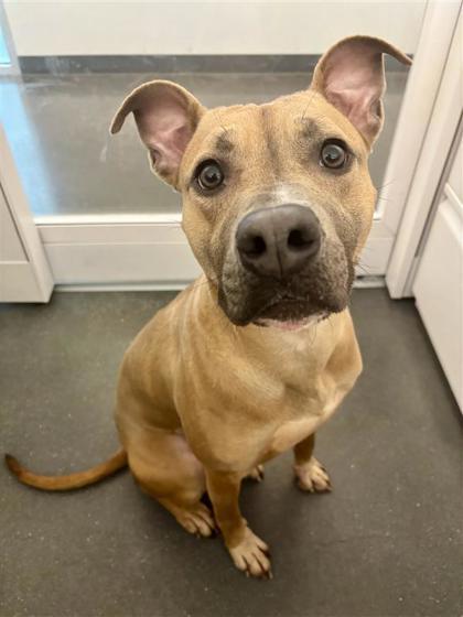 Koala, a Adoptable mixed breed in New Orleans, LA image 1/3