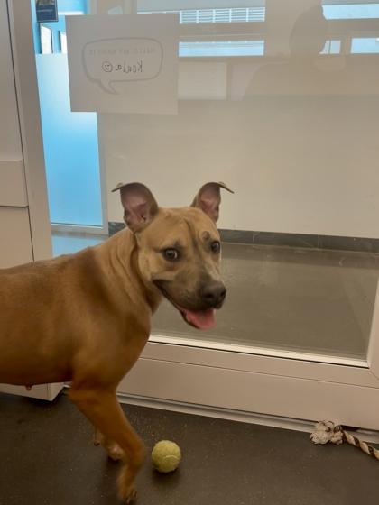 Koala, a Adoptable mixed breed in New Orleans, LA image 2/3