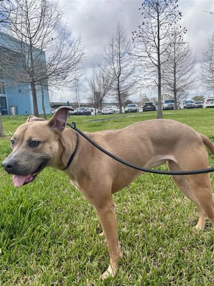 Koala, a Adoptable mixed breed in New Orleans, LA image 3/3