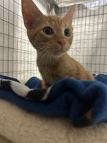 Han, Adoptable, Young Male Domestic Short Hair.