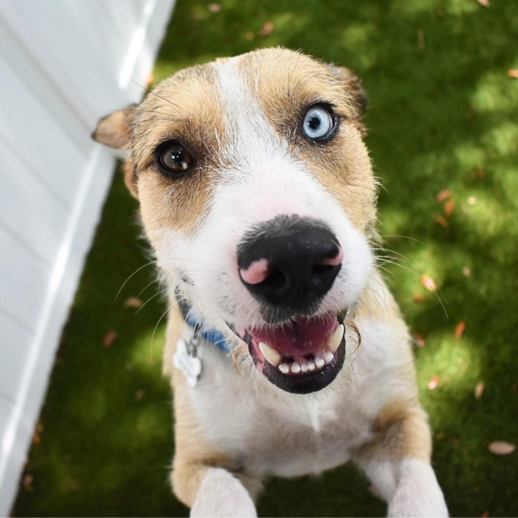 Enlarge Russell, a Adoptable mixed breed in Saint Petersburg, FL image 1/4