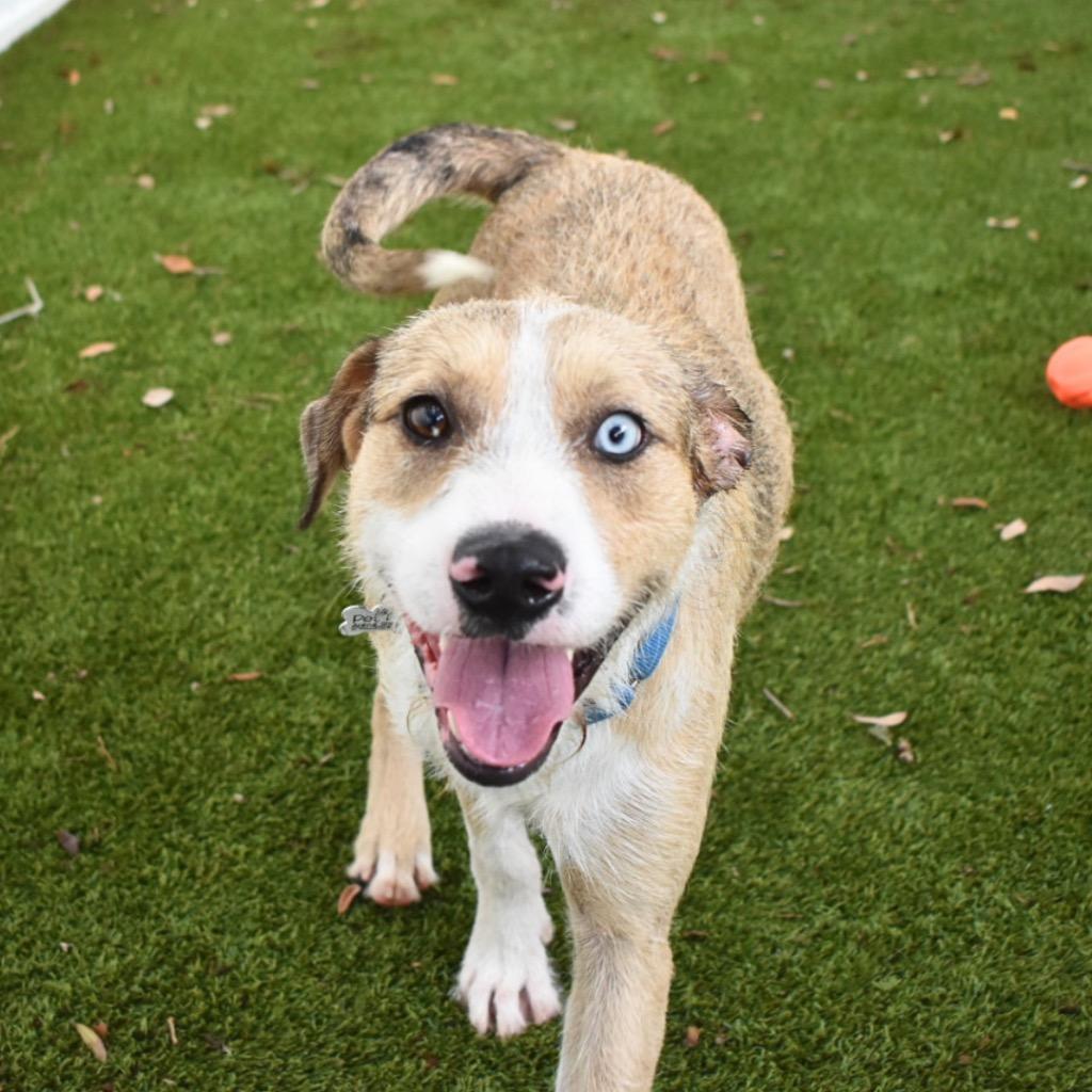 Enlarge Russell, a Adoptable mixed breed in Saint Petersburg, FL image 2/4