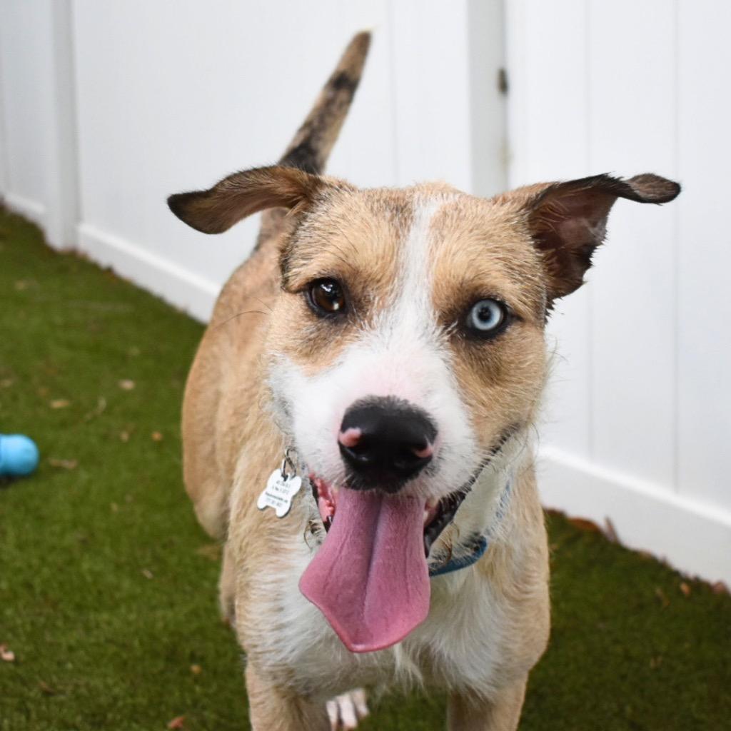 Enlarge Russell, a Adoptable mixed breed in Saint Petersburg, FL image 3/4