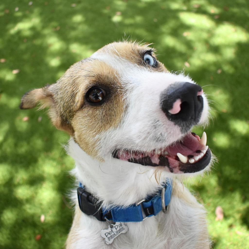 Enlarge Russell, a Adoptable mixed breed in Saint Petersburg, FL image 4/4