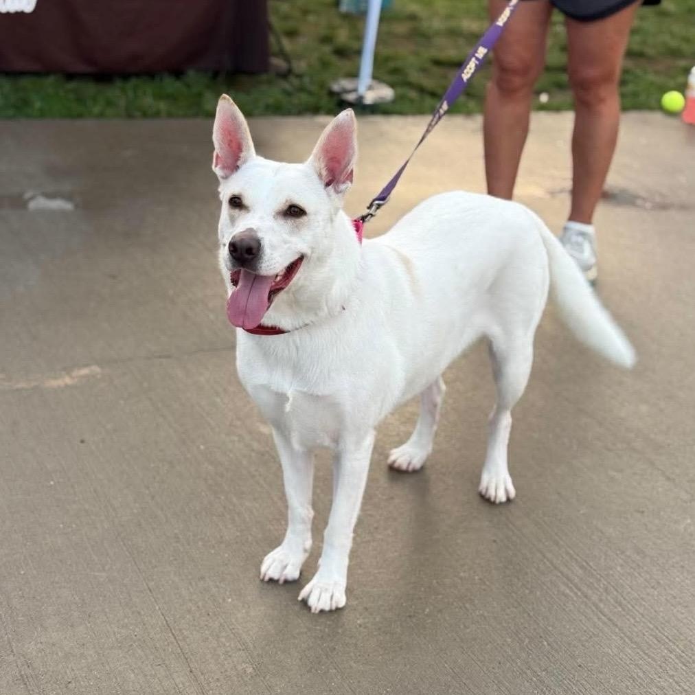 Blossom, ADOPTABLE, Young Female Husky & Shepherd.
