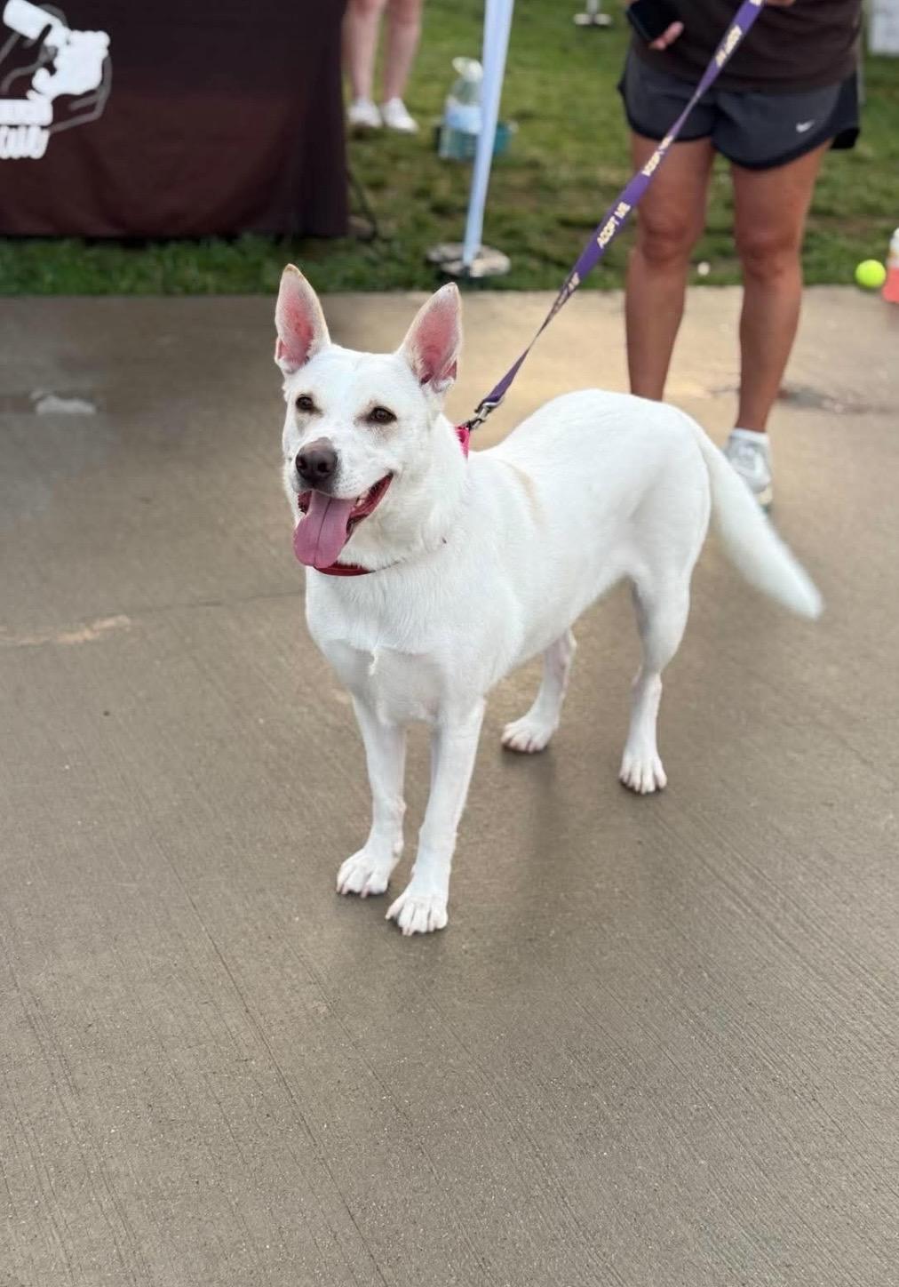 Blossom, a ADOPTABLE mixed breed in Kannapolis, NC image 6/6
