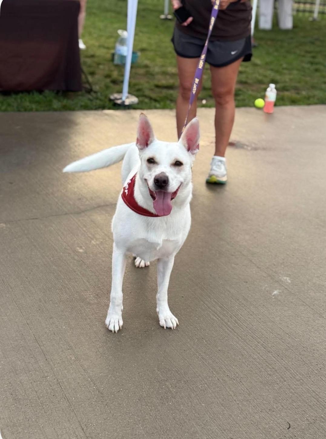 Blossom, a ADOPTABLE mixed breed in Kannapolis, NC image 3/6