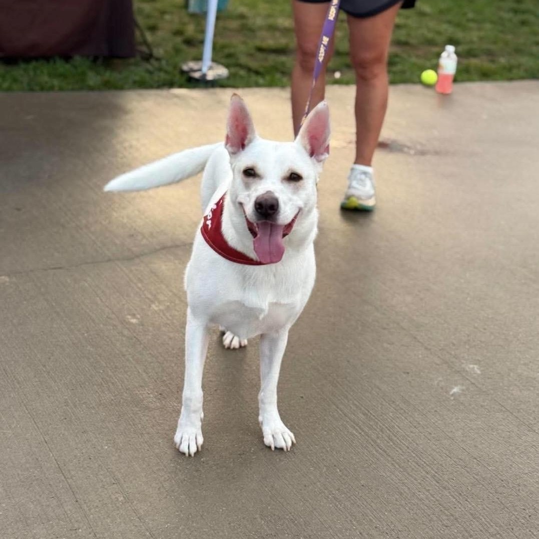 Blossom, a ADOPTABLE mixed breed in Kannapolis, NC image 5/6