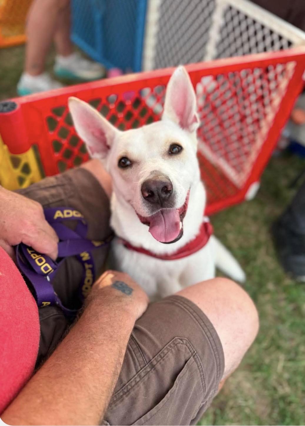 Blossom, a ADOPTABLE mixed breed in Kannapolis, NC image 2/6