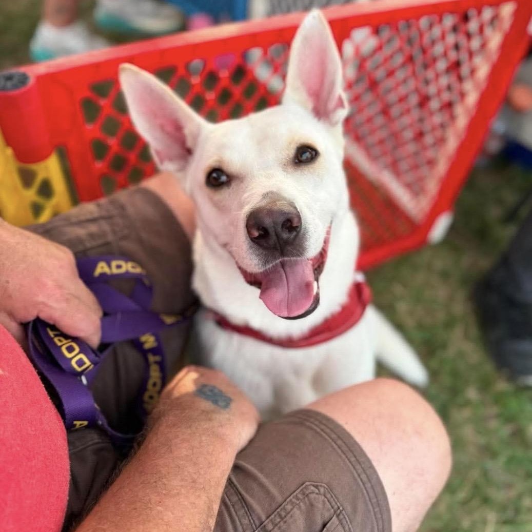 Blossom, a ADOPTABLE mixed breed in Kannapolis, NC image 4/6