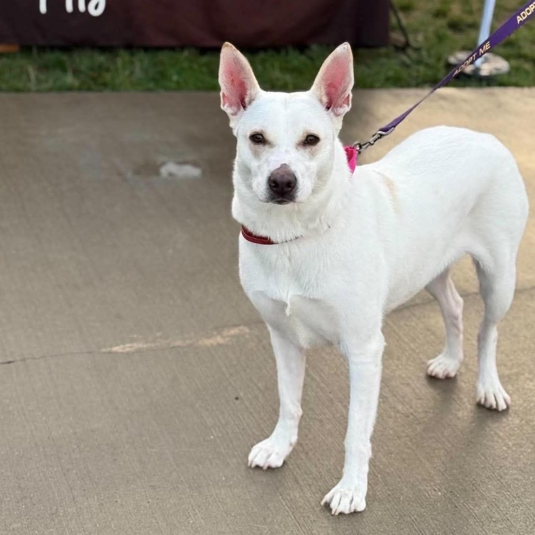 Blossom, a ADOPTABLE mixed breed in Kannapolis, NC image 2/6