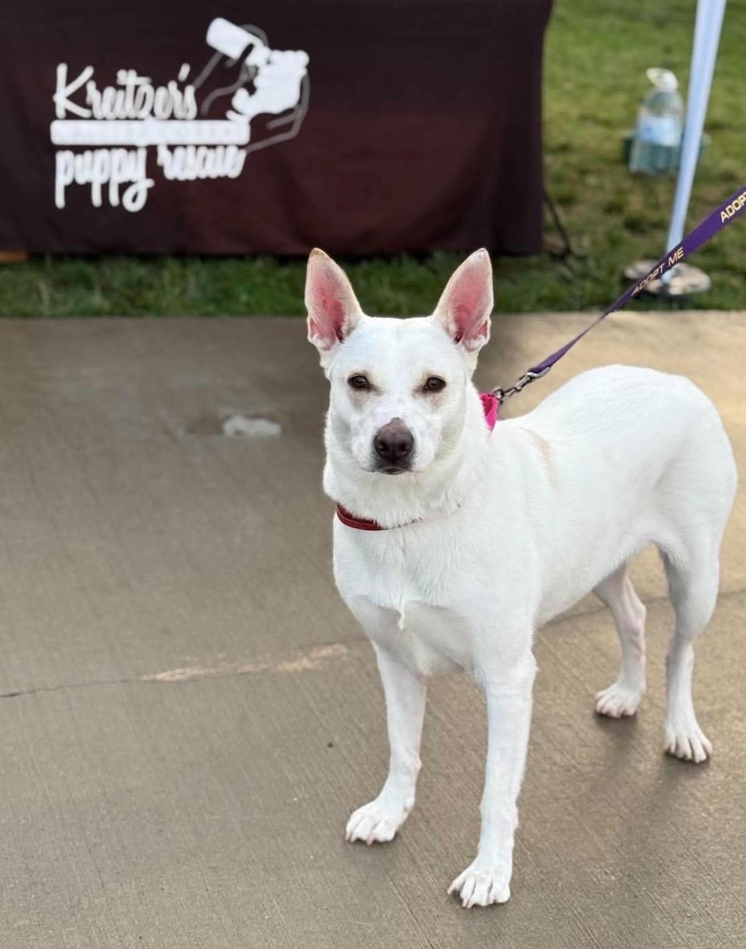 Blossom, a ADOPTABLE mixed breed in Kannapolis, NC image 1/6