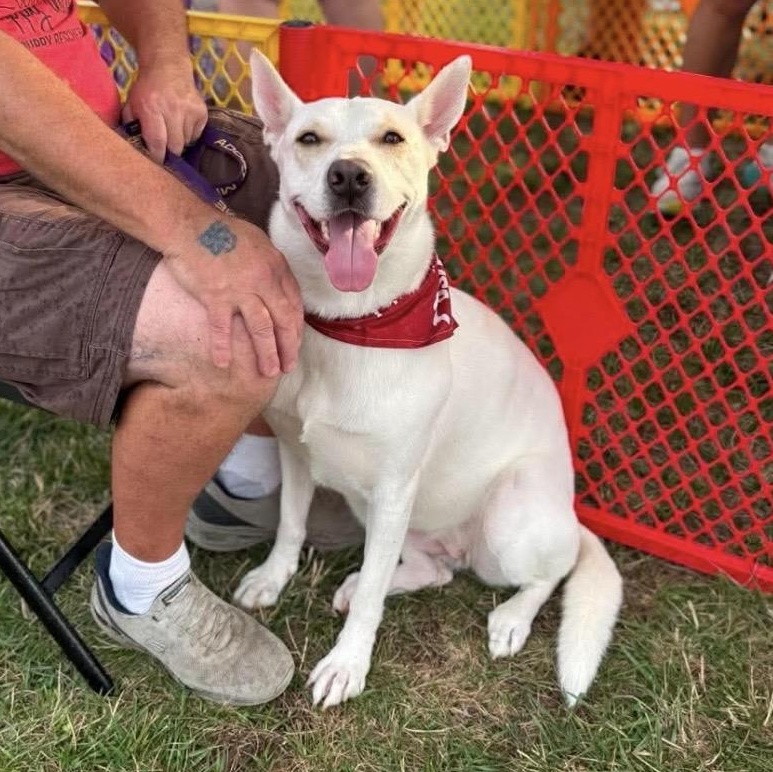 Blossom, a ADOPTABLE mixed breed in Kannapolis, NC image 6/6