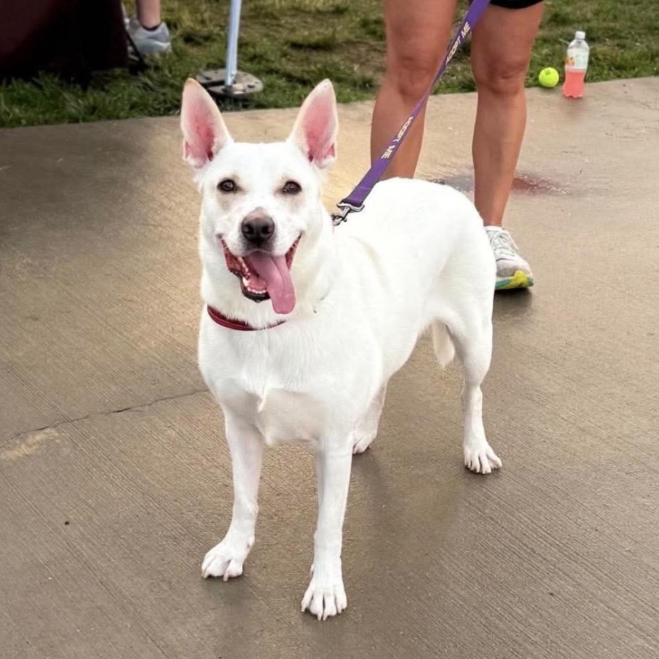 Blossom, a ADOPTABLE mixed breed in Kannapolis, NC image 3/6