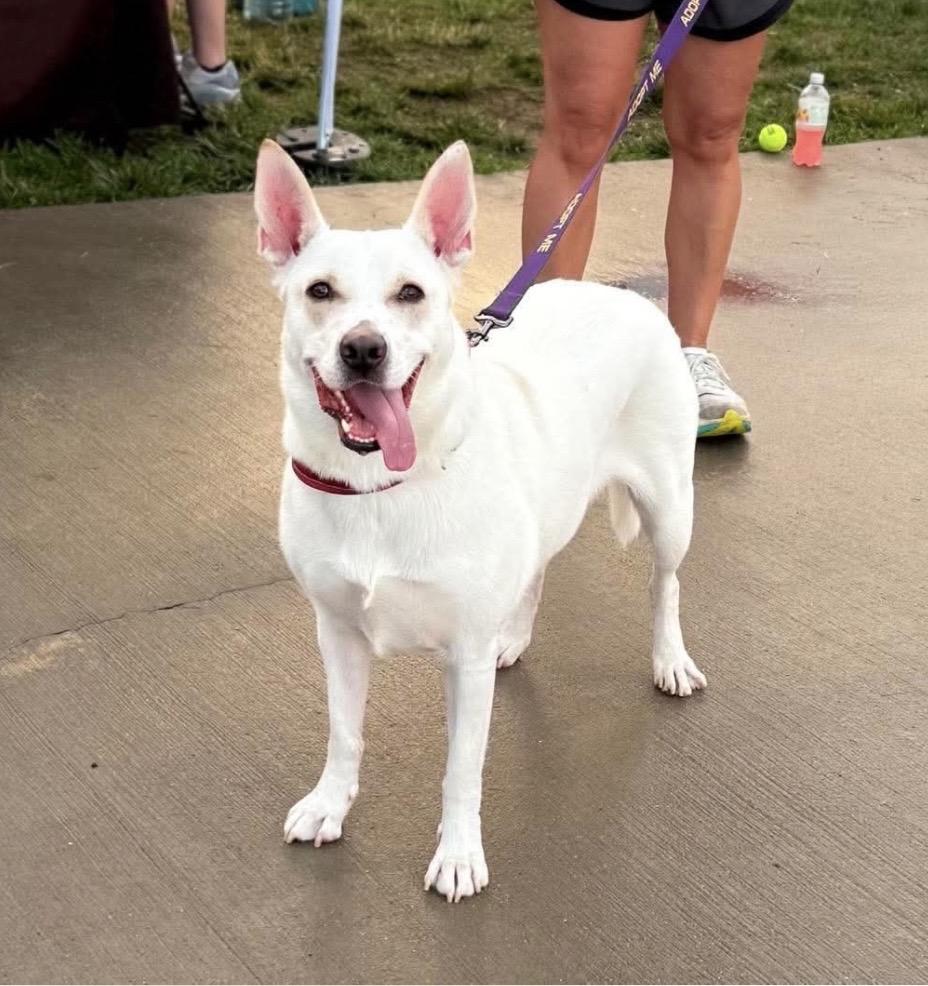 Blossom, a ADOPTABLE mixed breed in Kannapolis, NC image 4/6