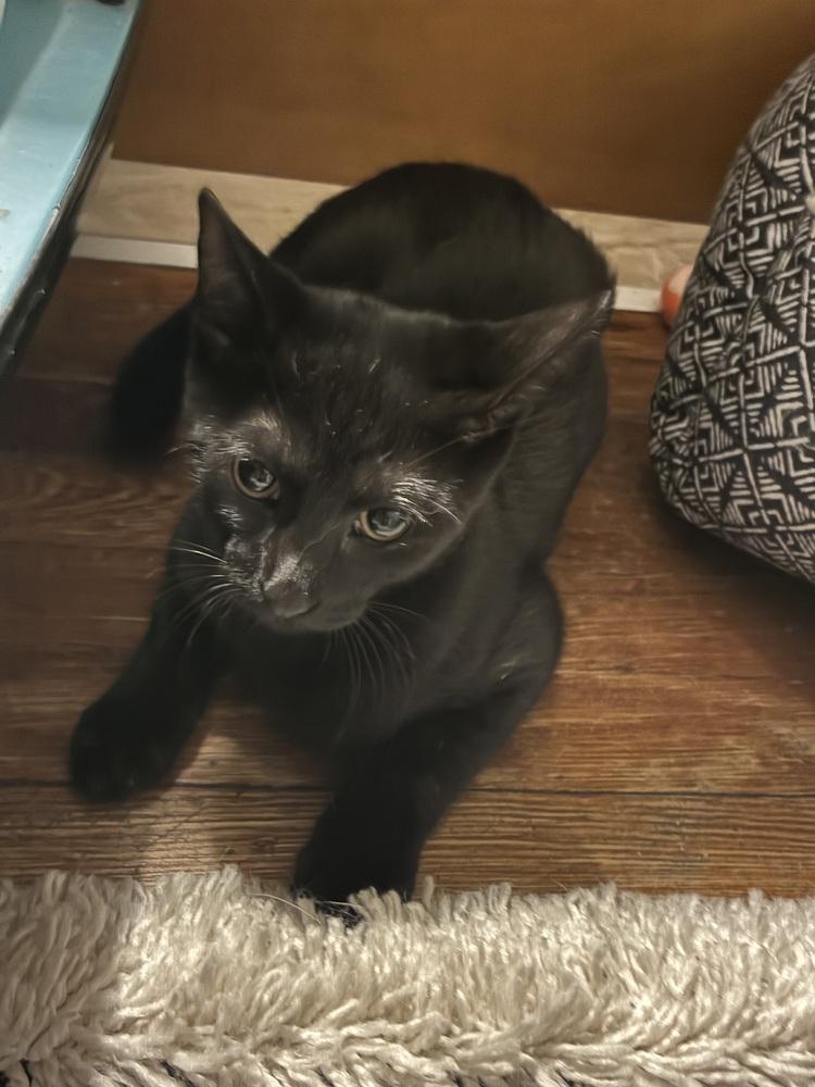 Tokyo, Adoptable, Kitten Male Domestic Short Hair.