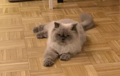 Oreo, Adoptable, Senior Male Domestic Medium Hair.