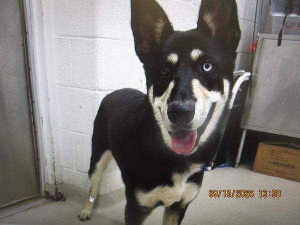 Enlarge Bandit (18), a Adoptable mixed breed in Marietta, GA image 1/1