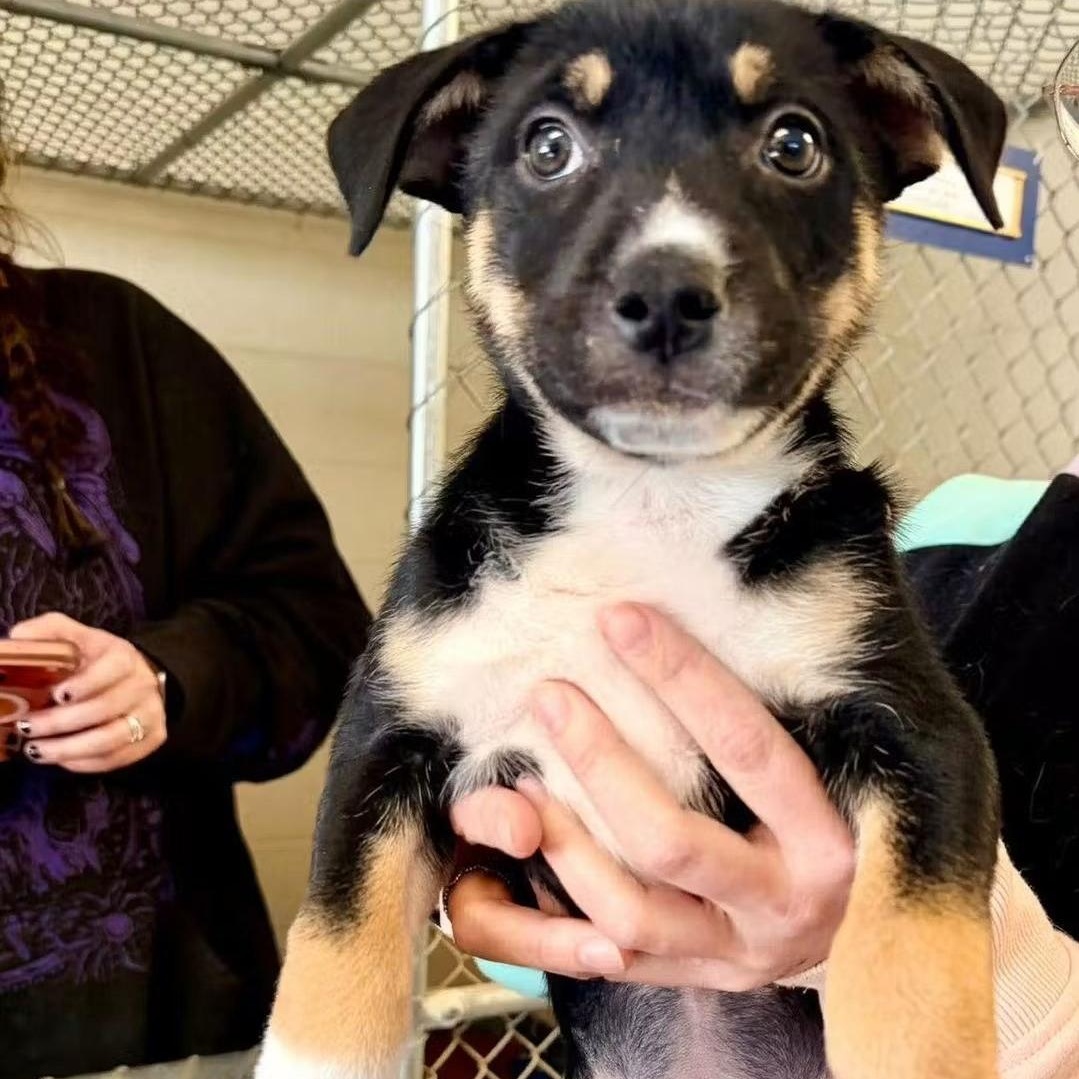 Bensley, Adoptable, Puppy Female German Shepherd Dog & American Staffordshire Terrier.