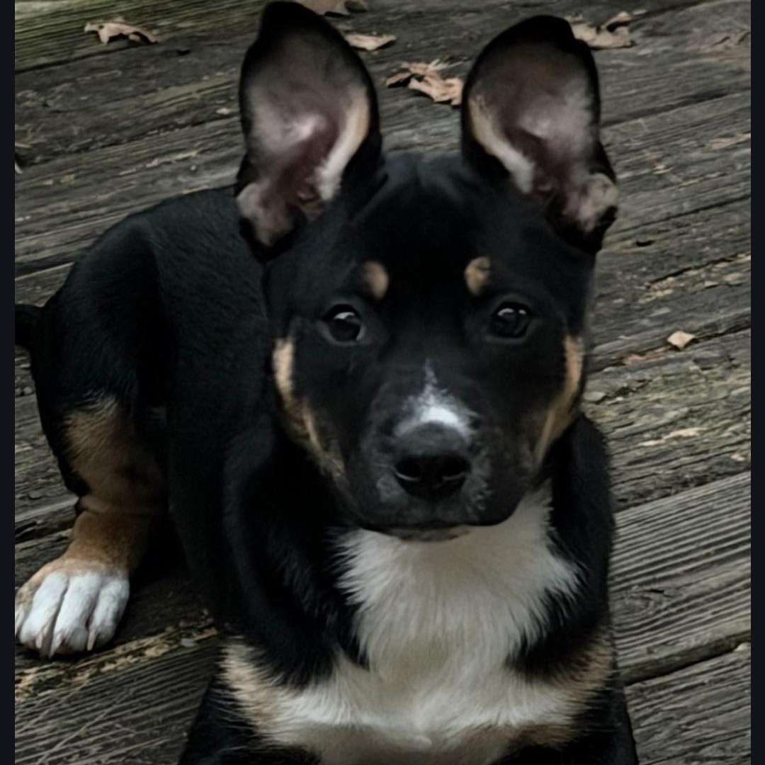 Enlarge Bensley, a Adoptable mixed breed in Colonial Heights, VA image 1/2