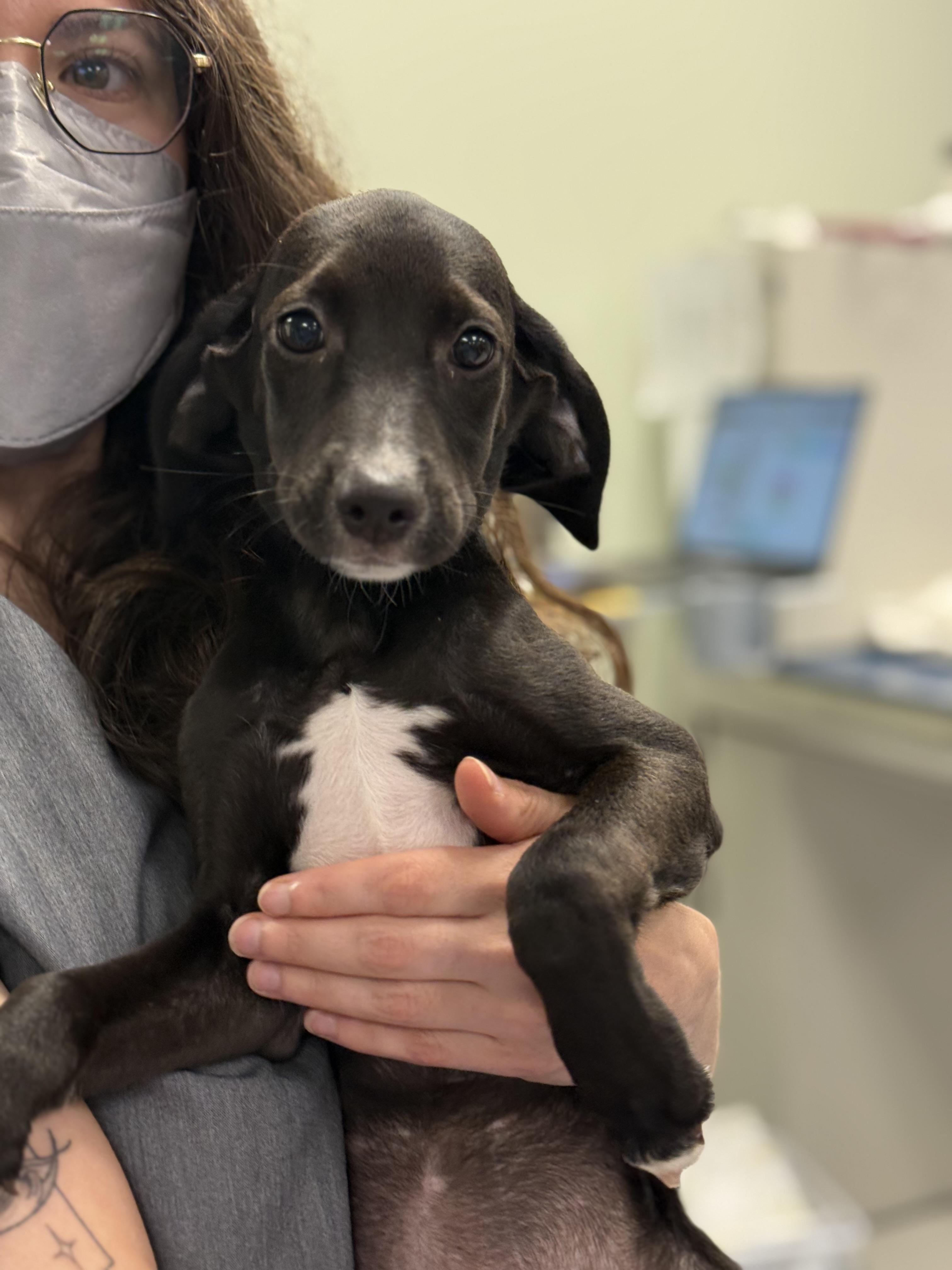 Sky, ADOPTABLE, Puppy Female Beagle & Treeing Walker Coonhound.