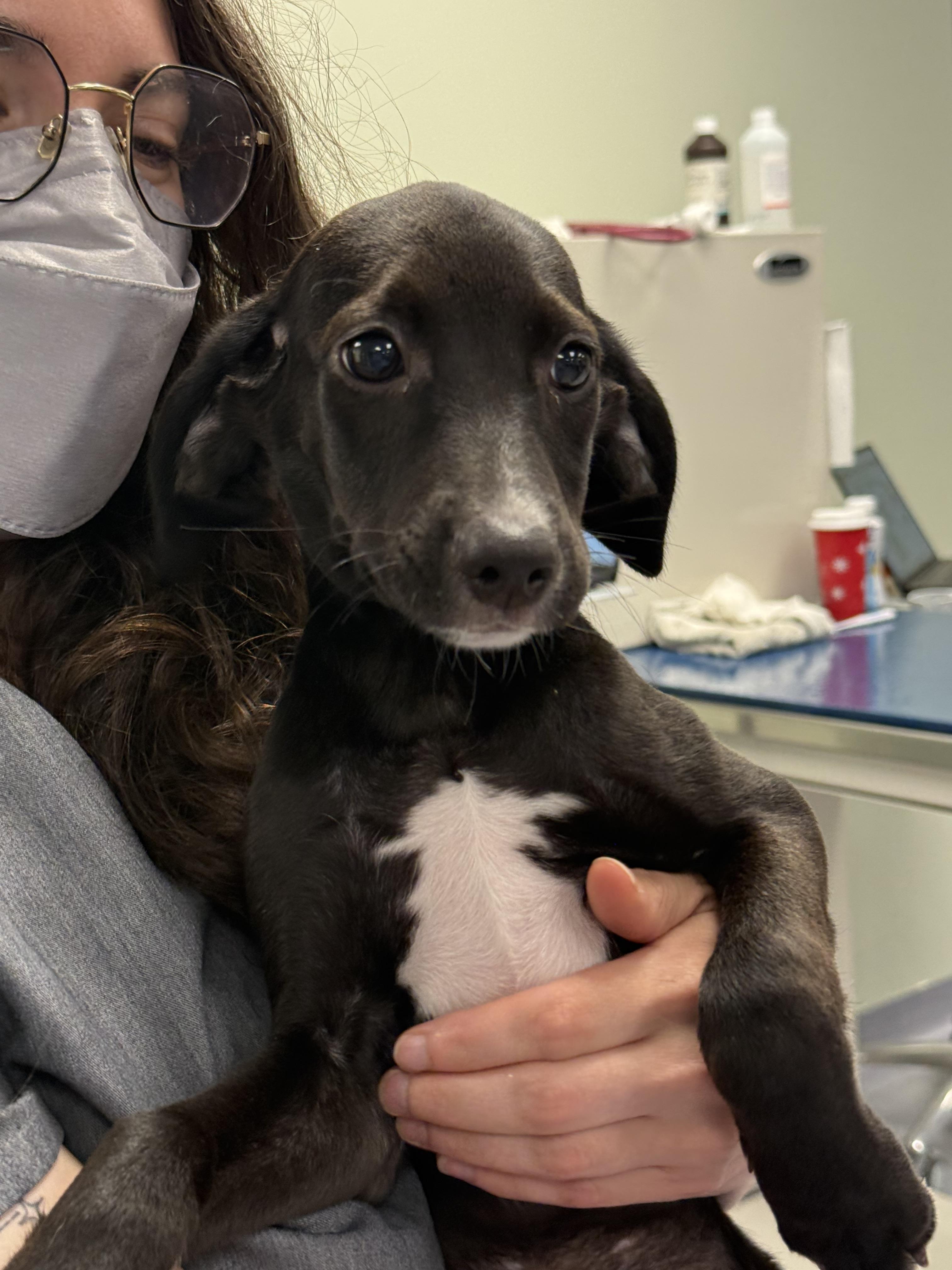 Sky, a ADOPTABLE mixed breed in Milford, CT image 2/4