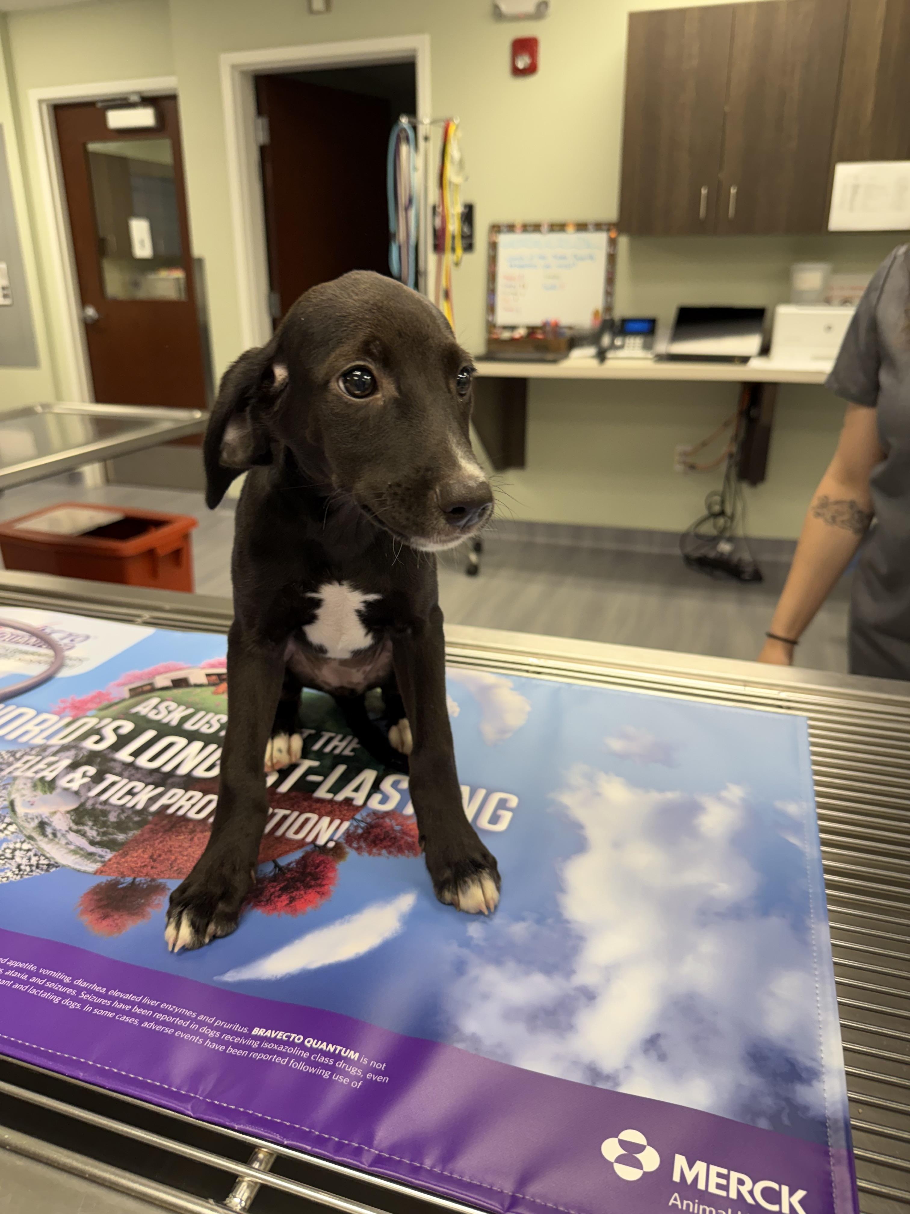 Sky, a ADOPTABLE mixed breed in Milford, CT image 3/4