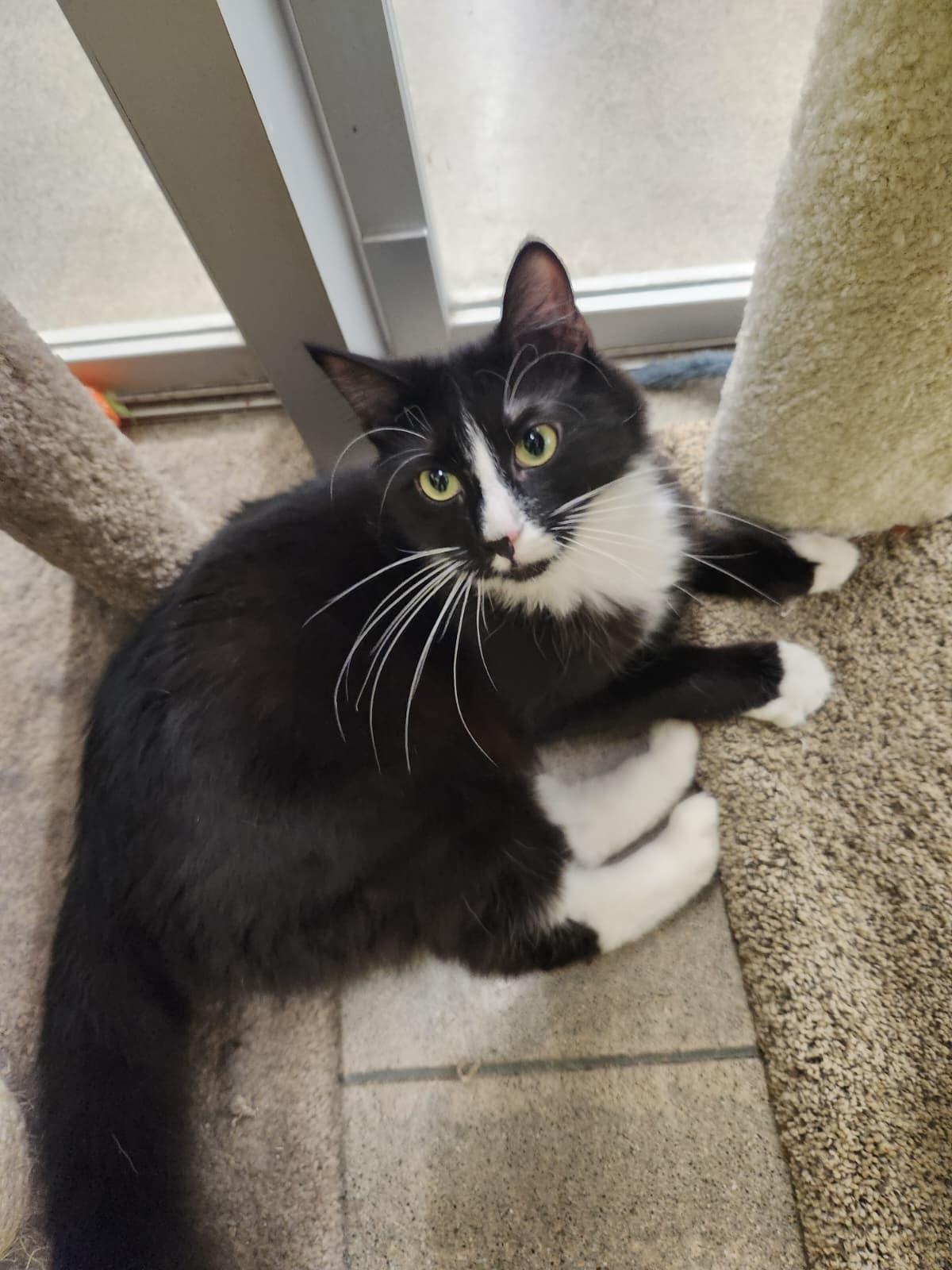 Enlarge Gringotts  - Playful and Cuddly, an adopted Tuxedo in Fountain Valley, CA image 1/4