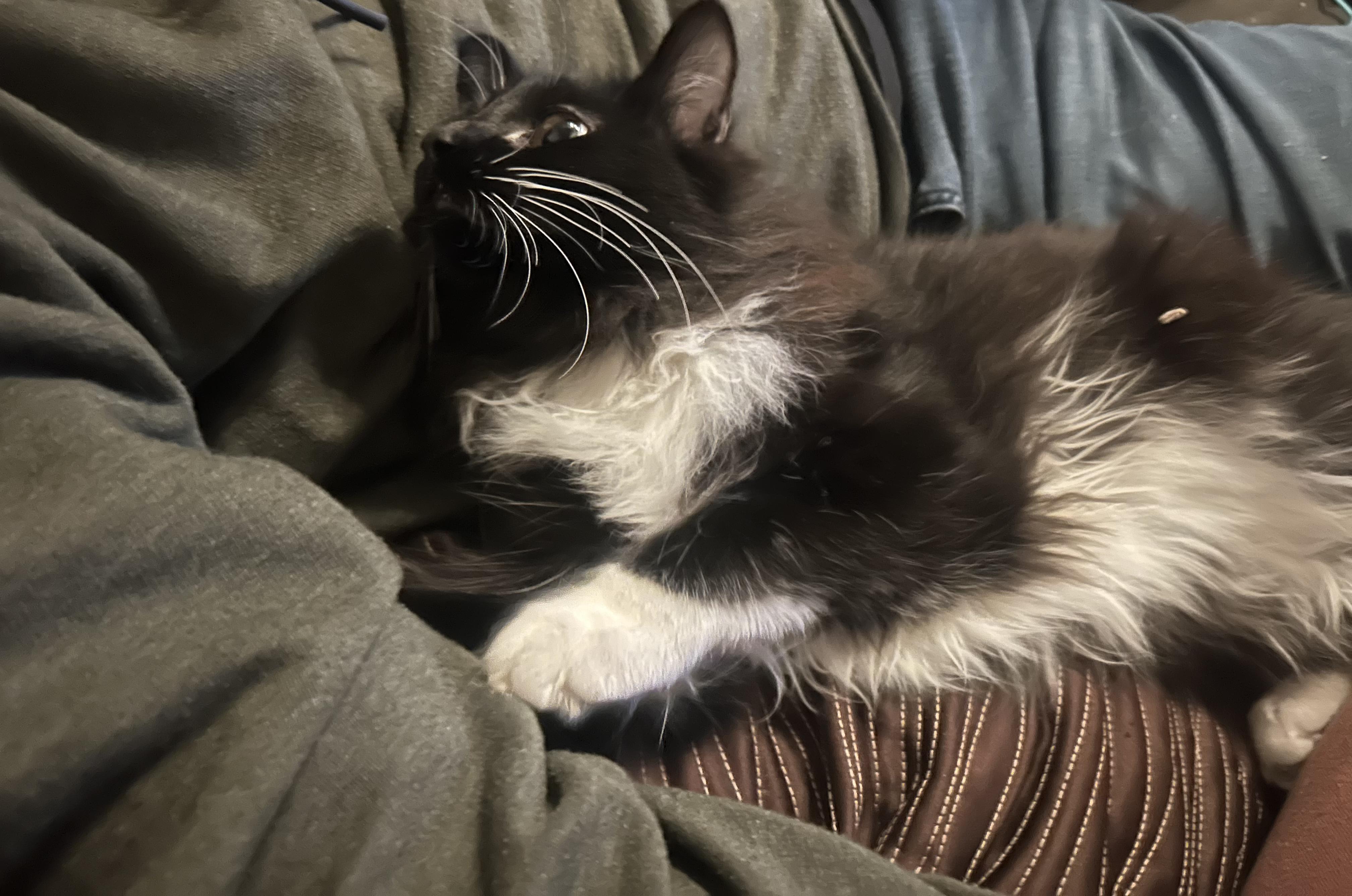 Enlarge Gringotts  and Golum - Bonded Bros, a ADOPTABLE Tuxedo in Fountain Valley, CA image 2/5