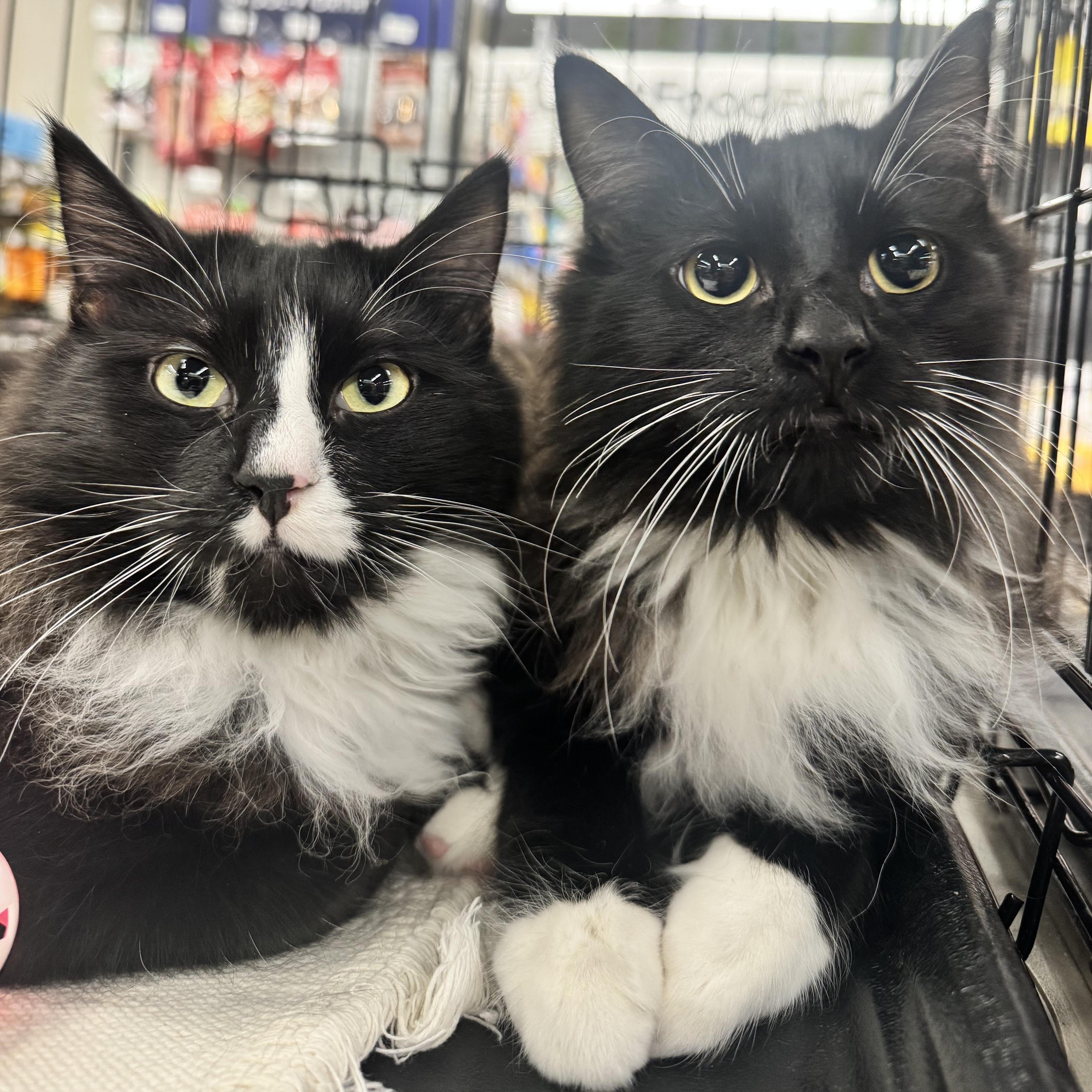 Enlarge Gringotts  and Golum - Bonded Bros, a ADOPTABLE Tuxedo in Fountain Valley, CA image 1/5
