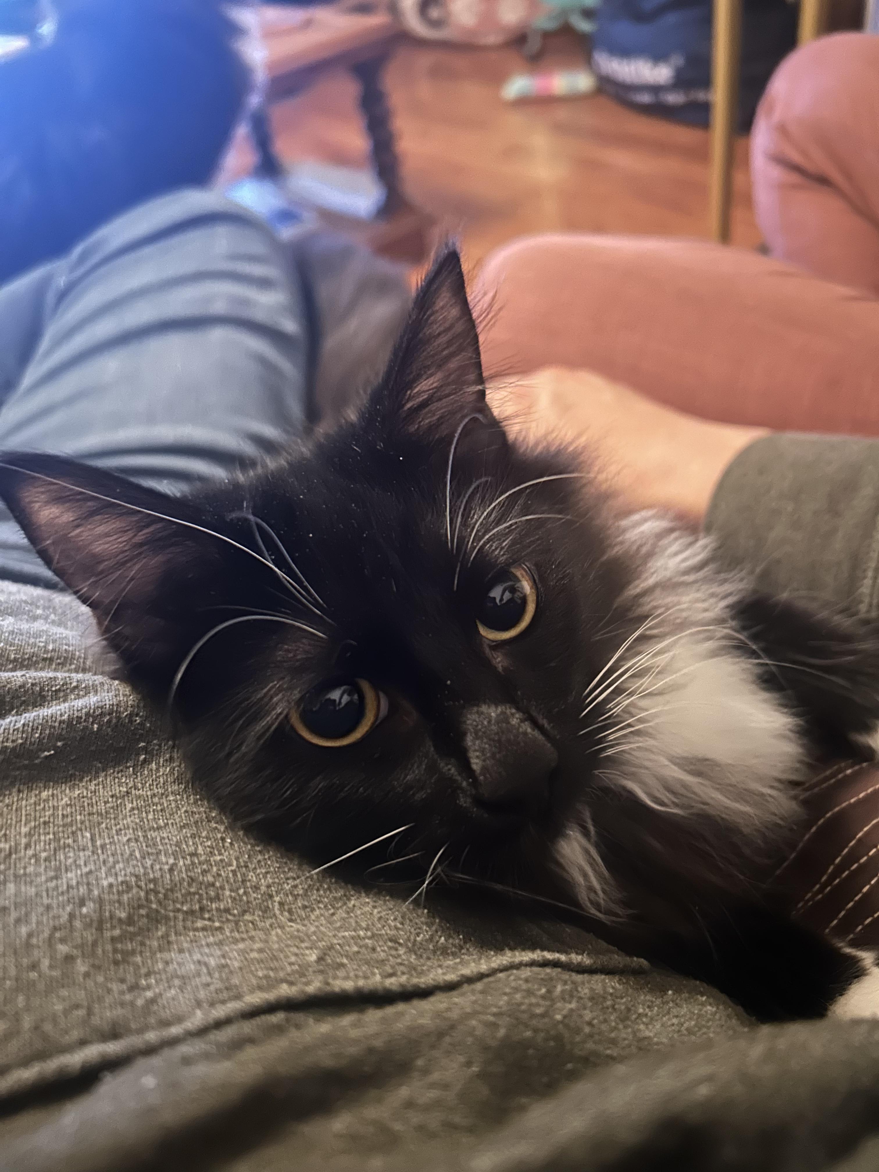 Enlarge Gringotts  and Golum - Bonded Bros, a ADOPTABLE Tuxedo in Fountain Valley, CA image 4/5