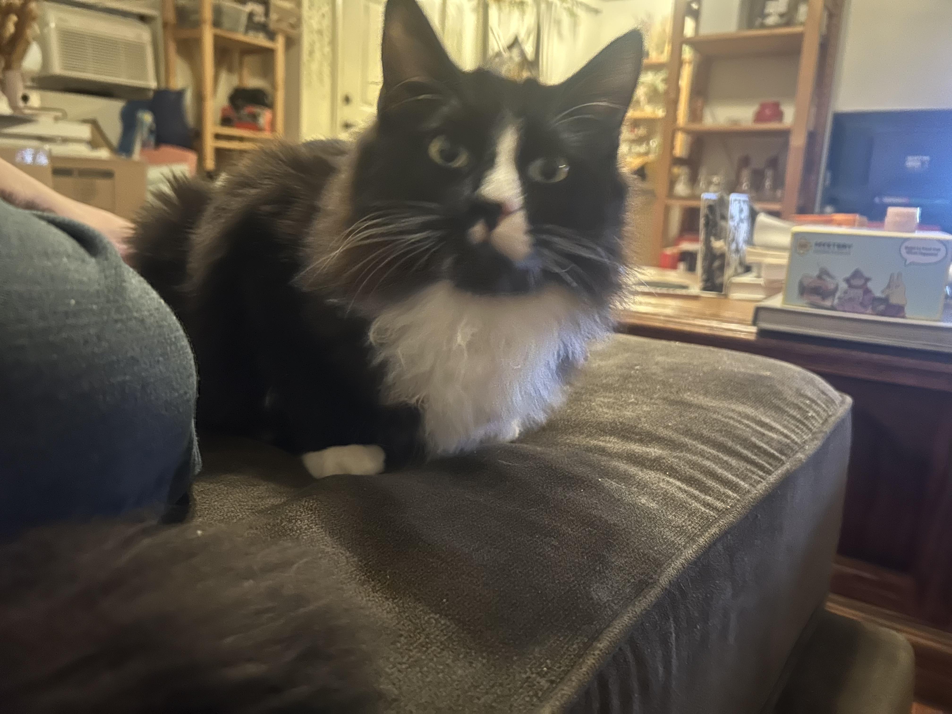 Enlarge Gringotts  and Golum - Bonded Bros, a ADOPTABLE Tuxedo in Fountain Valley, CA image 3/5