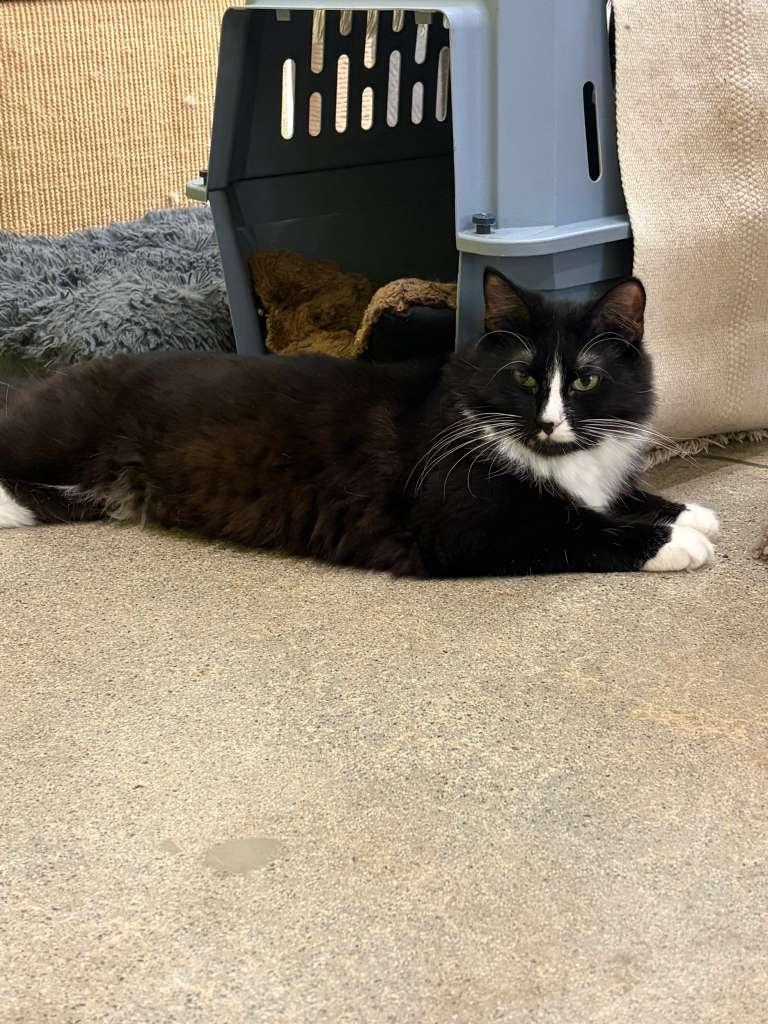 Enlarge Gringotts  - Playful and Cuddly, an adopted Tuxedo in Fountain Valley, CA image 4/4