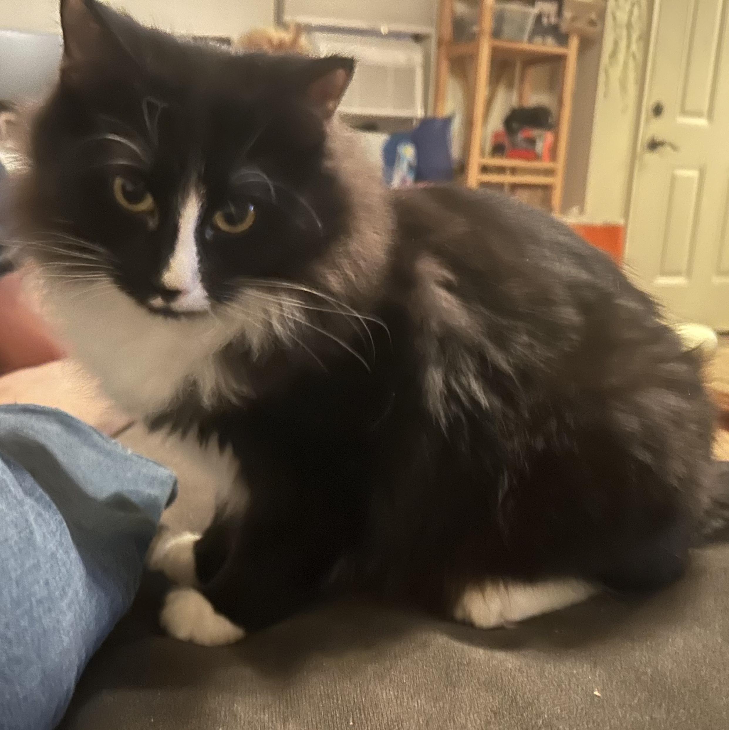 Enlarge Gringotts  and Golum - Bonded Bros, a ADOPTABLE Tuxedo in Fountain Valley, CA image 5/5