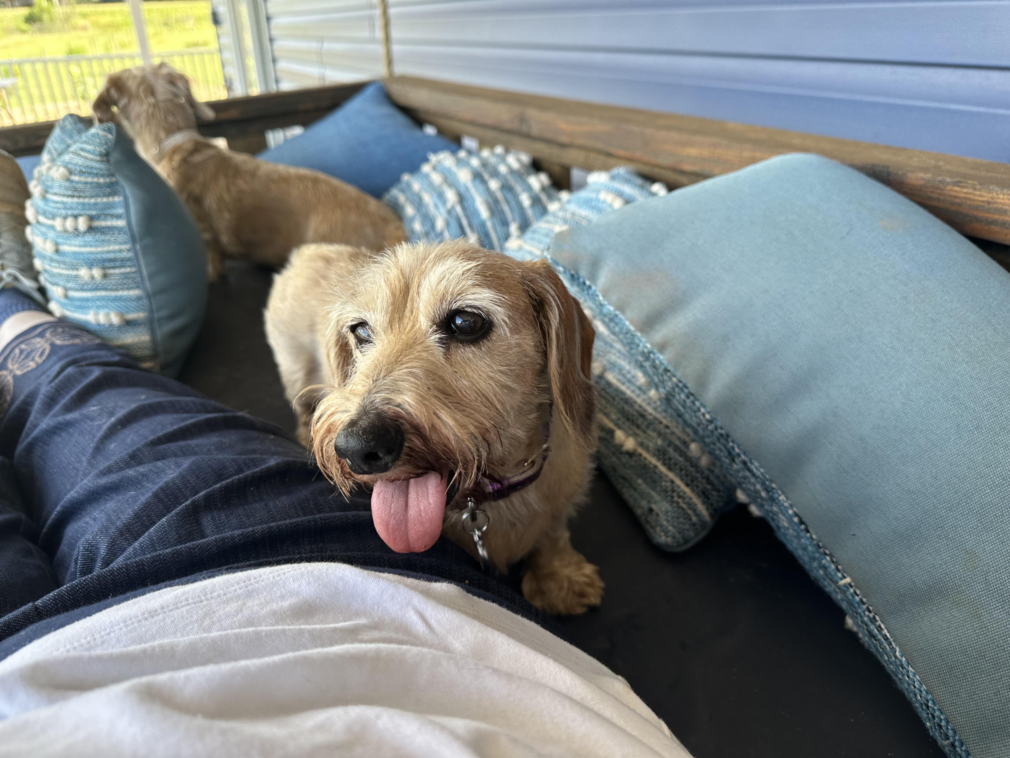 Mimi 495, a ADOPTABLE Dachshund in Seneca, SC image 1/4