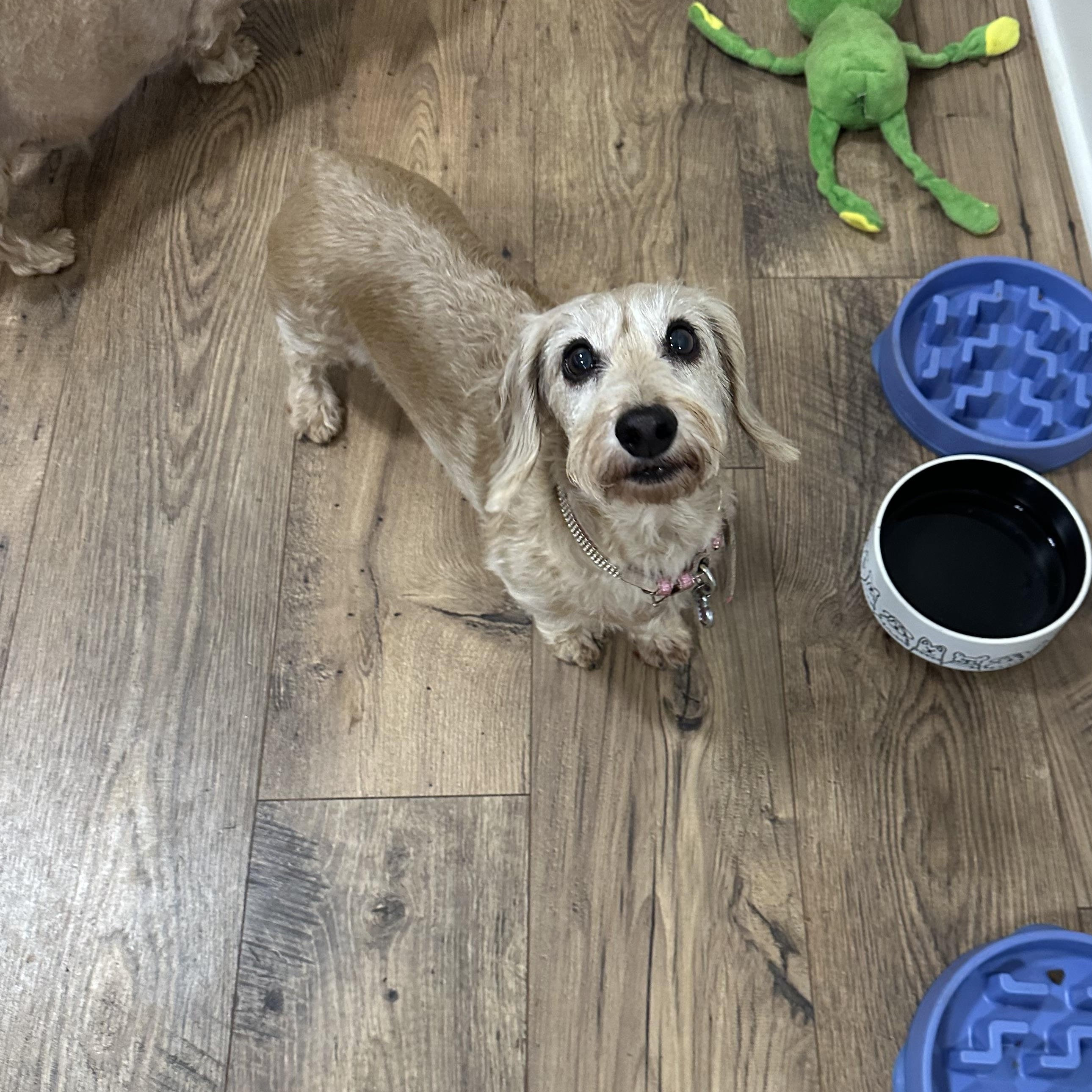 Mimi 495, a ADOPTABLE Dachshund in Seneca, SC image 3/4