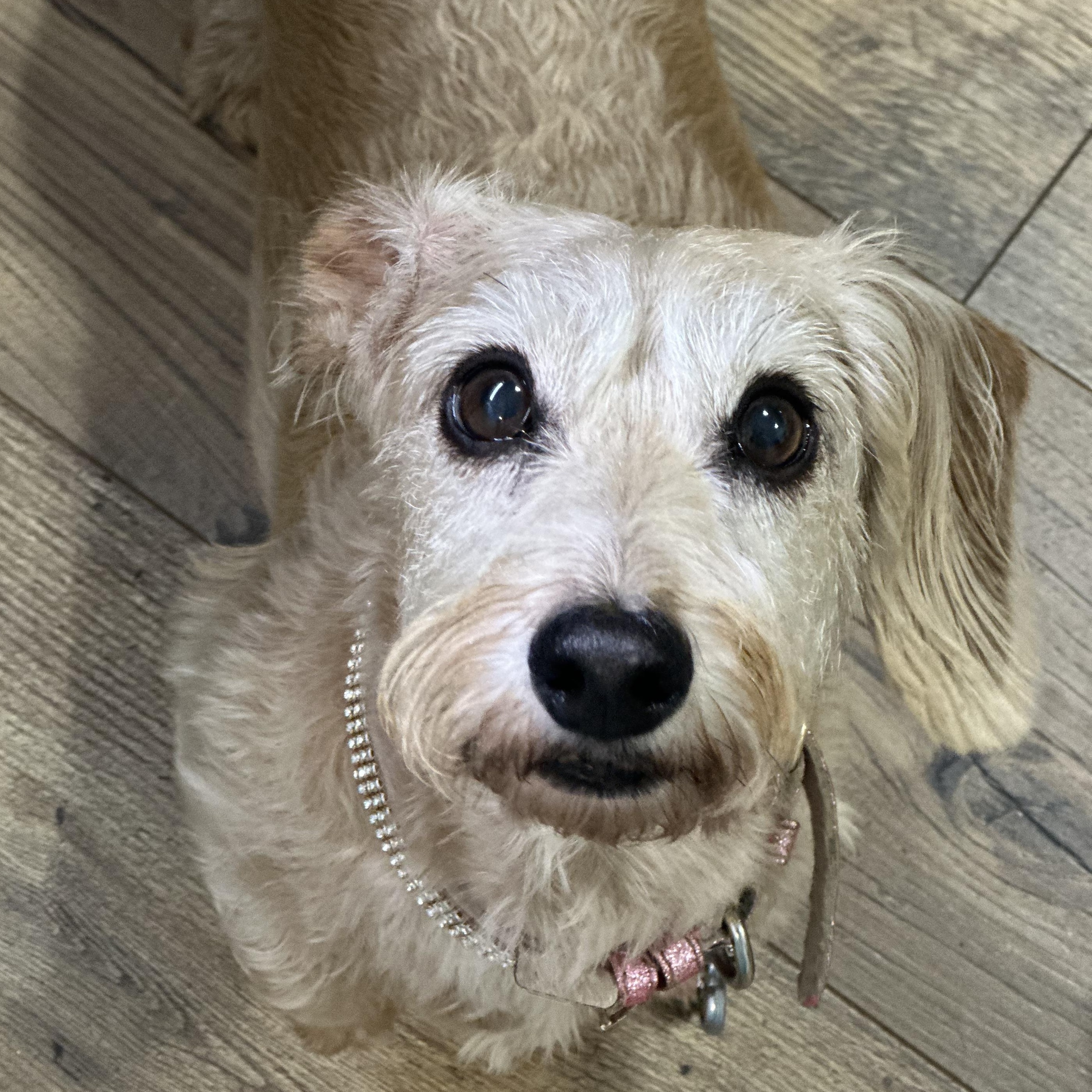 Mimi 495, a ADOPTABLE Dachshund in Seneca, SC image 2/4