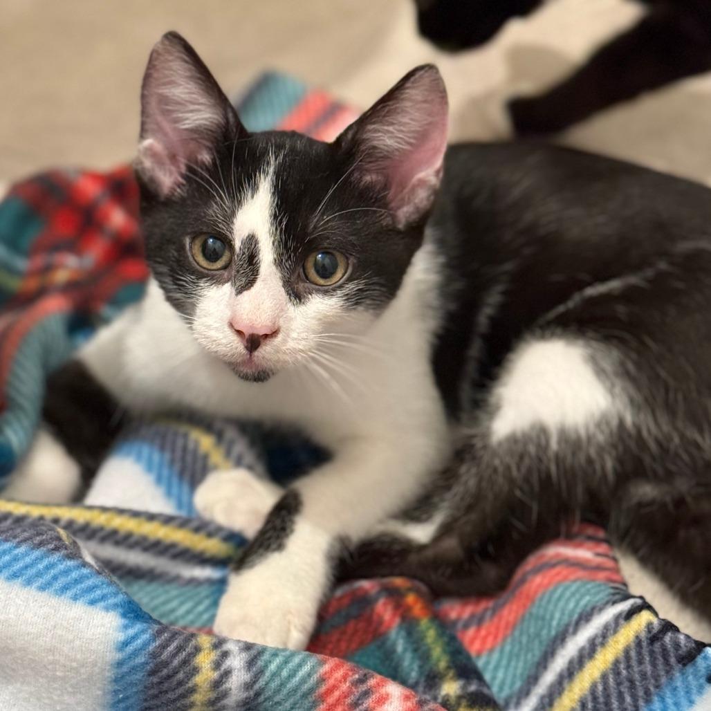 McNugget, Adoptable, Young Male Domestic Short Hair.