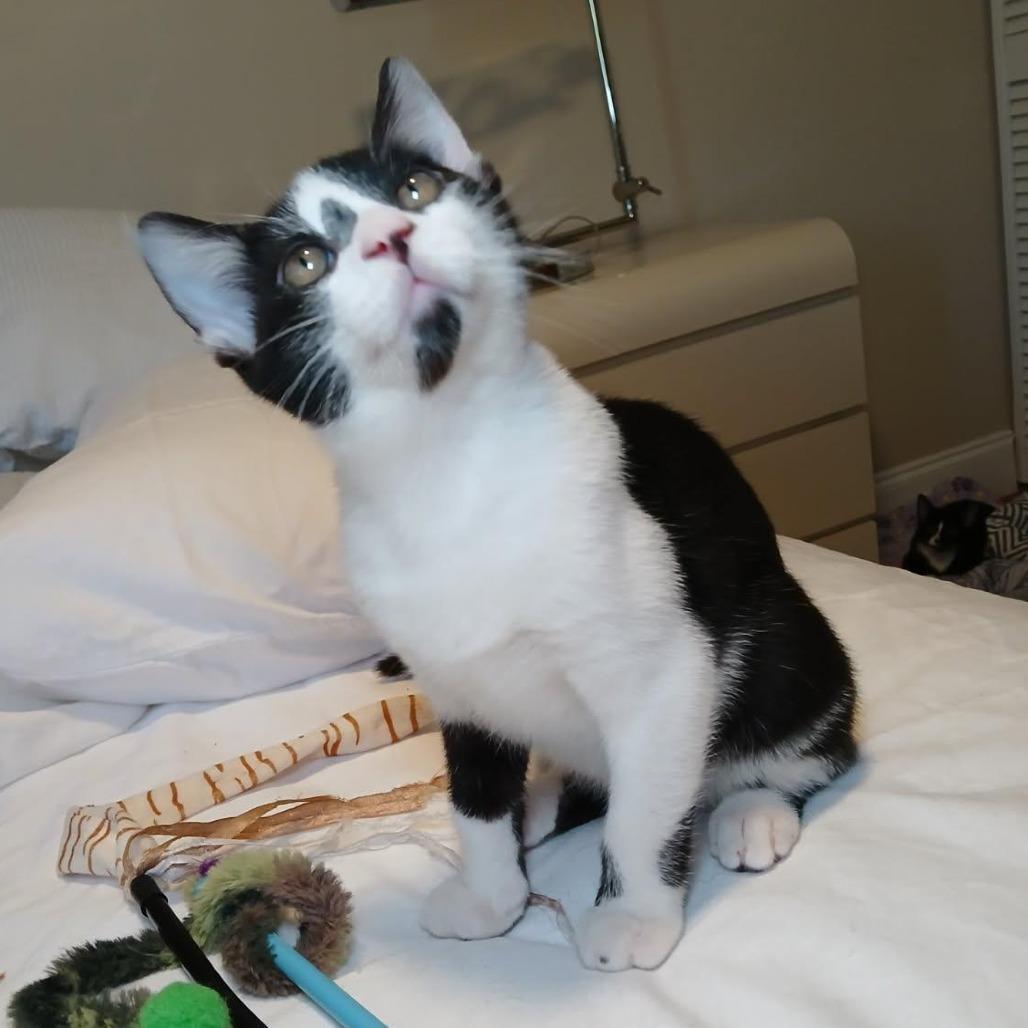 McNugget, a Adoptable Domestic Short Hair in Parkland, FL image 4/6