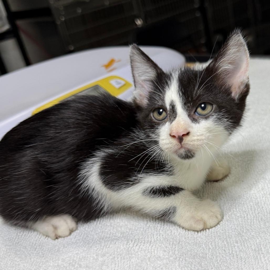 McNugget, a Adoptable Domestic Short Hair in Parkland, FL image 5/6