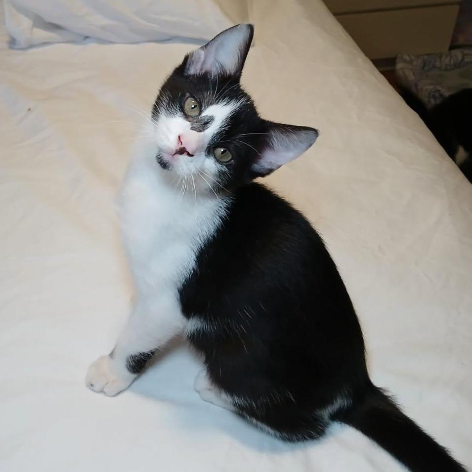 McNugget, a Adoptable Domestic Short Hair in Parkland, FL image 3/6