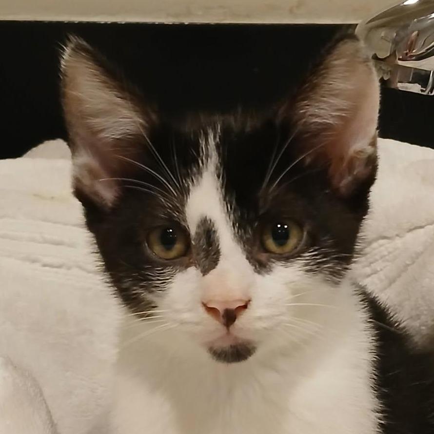 McNugget, a Adoptable Domestic Short Hair in Parkland, FL image 6/6