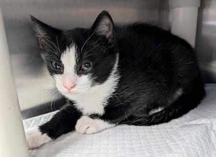Enlarge Misty, a Adoptable mixed breed in Taylorsville, NC image 1/1