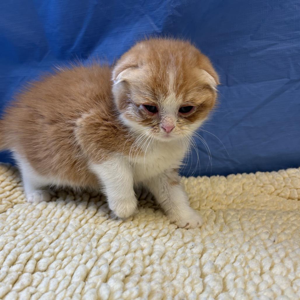 Mako, Adoptable, Kitten Male Scottish Fold.