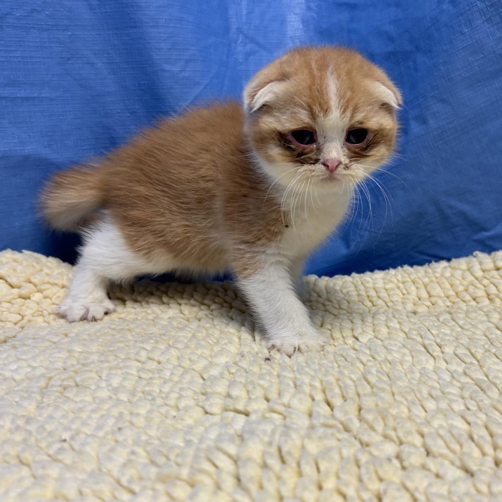 Mako, a Adoptable Scottish Fold in Oyster Bay, NY image 2/2