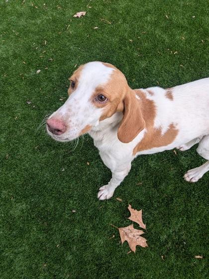 Corduroy, Adoptable, Adult Male Hound & Mixed Breed.