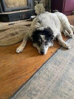 Enlarge Captain, a ADOPTABLE mixed breed in Hartford, CT image 5/5