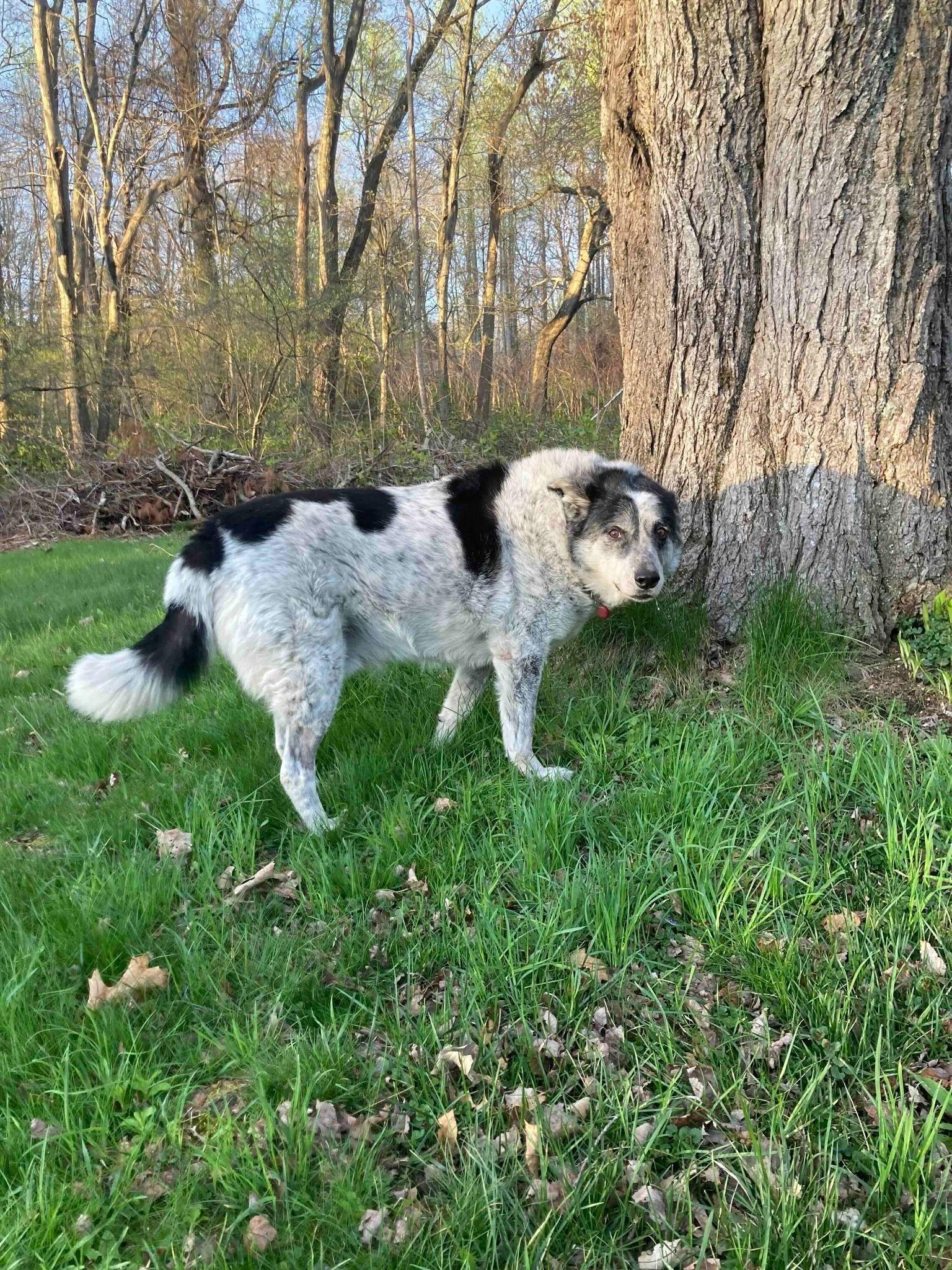Enlarge Captain, a ADOPTABLE mixed breed in Hartford, CT image 3/5