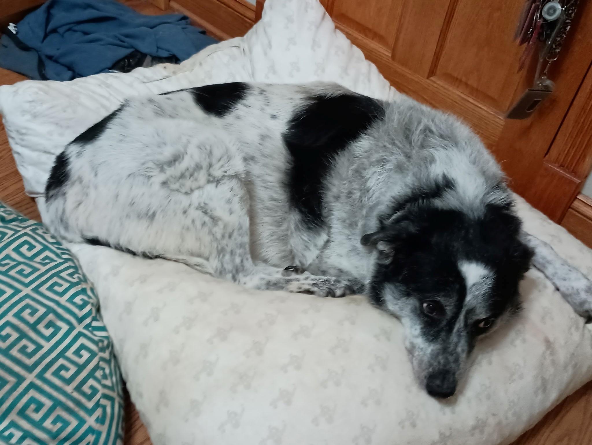 Enlarge Captain, a ADOPTABLE mixed breed in Hartford, CT image 4/5
